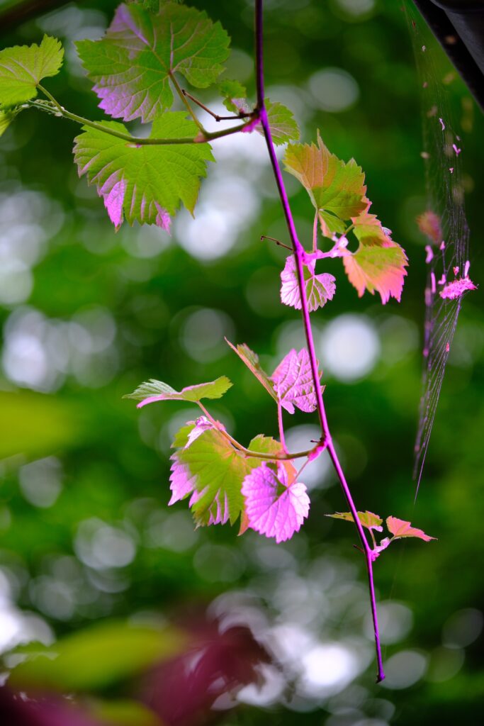 NOVA.Garten